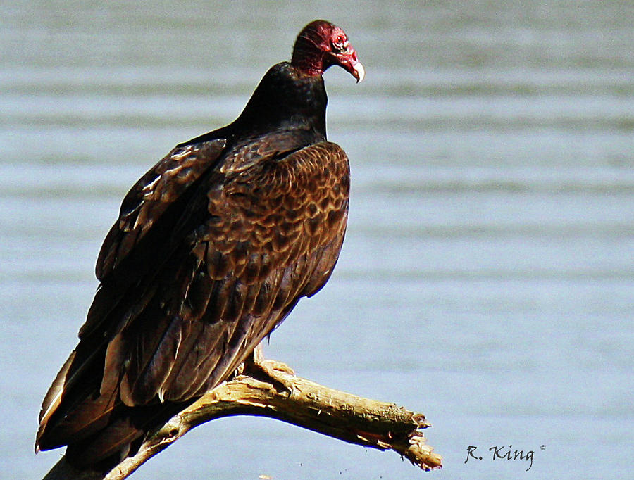 Nature Photograph - Turkey Vulture on Limb by Roena King