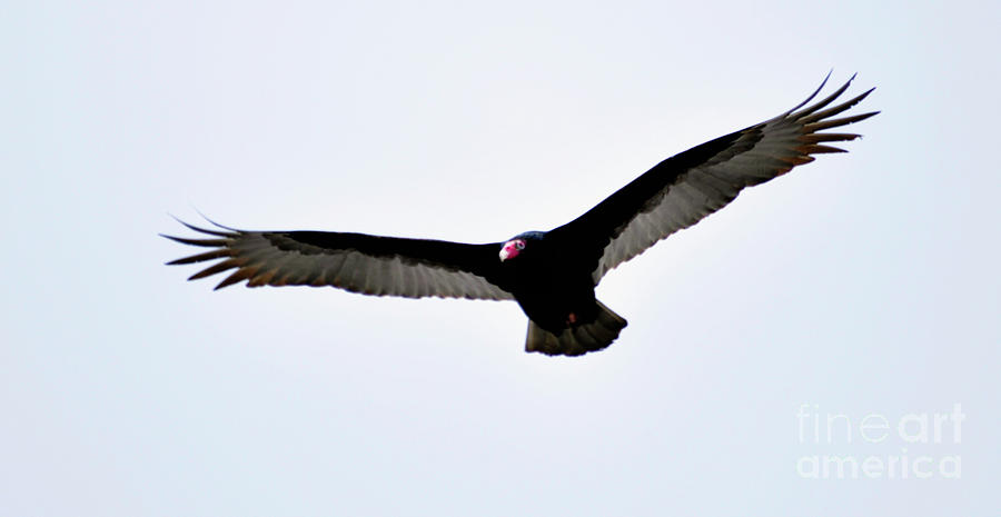 Turkey Vulture Photograph by Ronald Grogan