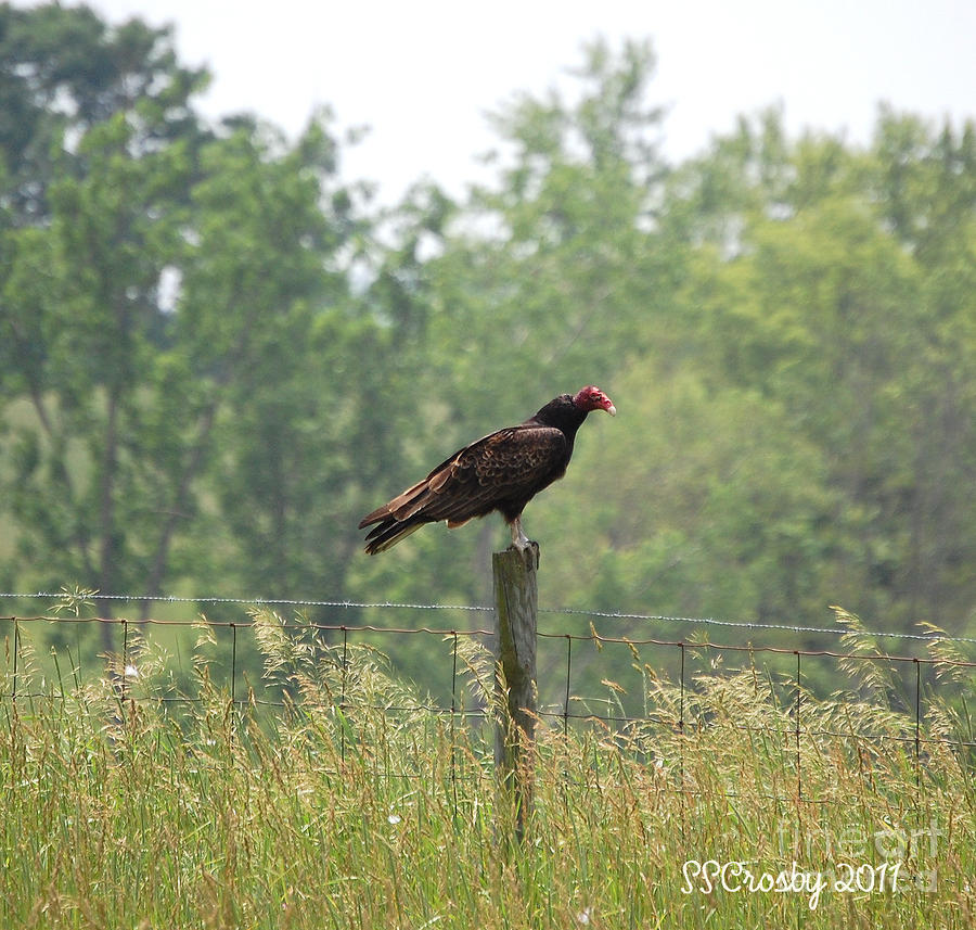 Turkey Vulture Sitting on a Fence Photograph by Susan Stevens Crosby
