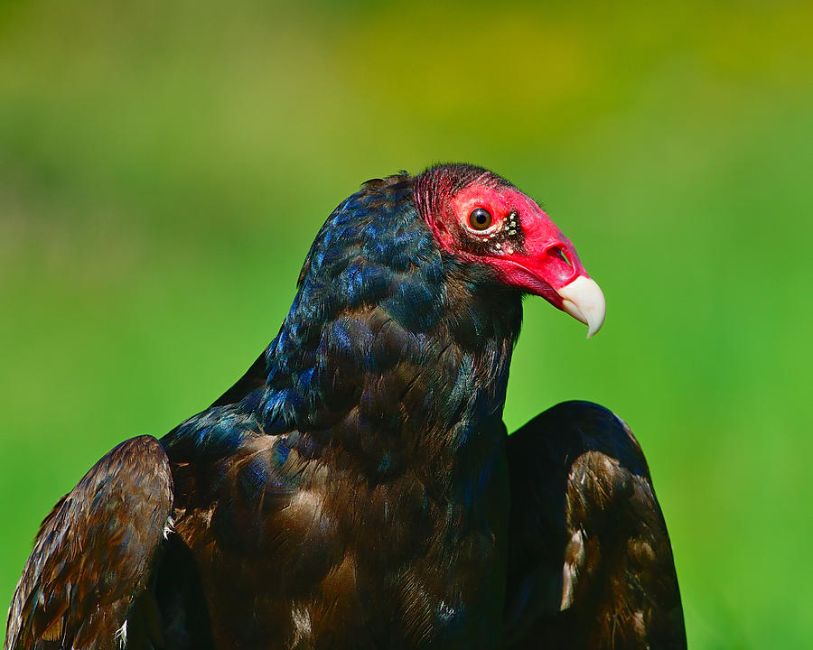 Turkey Vulture Photograph by Tony Beck
