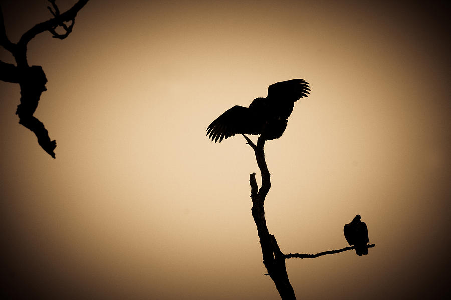 Turkey vultures Photograph by Emanuel Tanjala