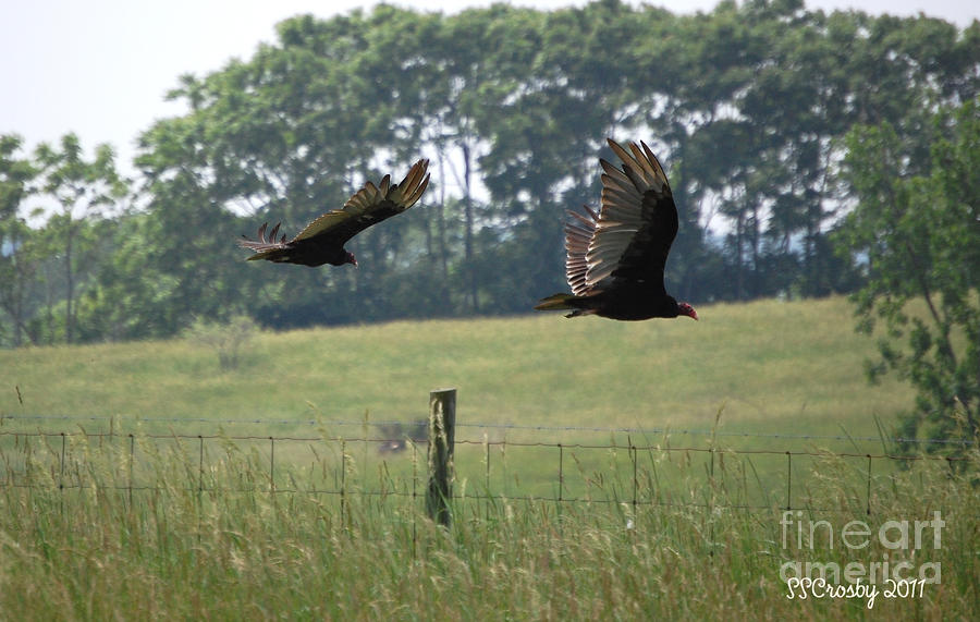 Turkey Vultures in Flight Photograph by Susan Stevens Crosby