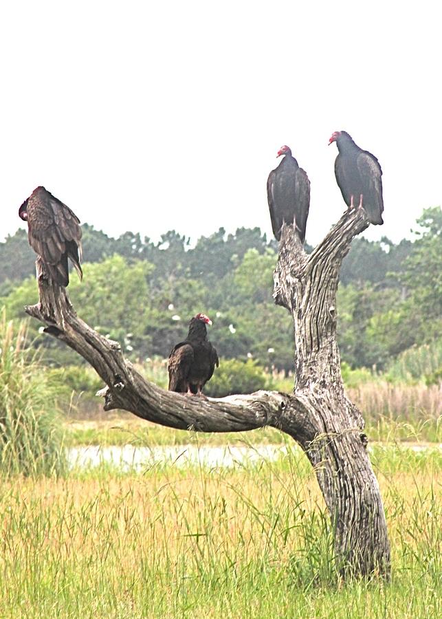 Turkey Vultures Photograph by Jeanne Juhos