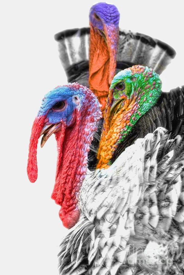 Turkeys Delight Photograph by Yhun Suarez