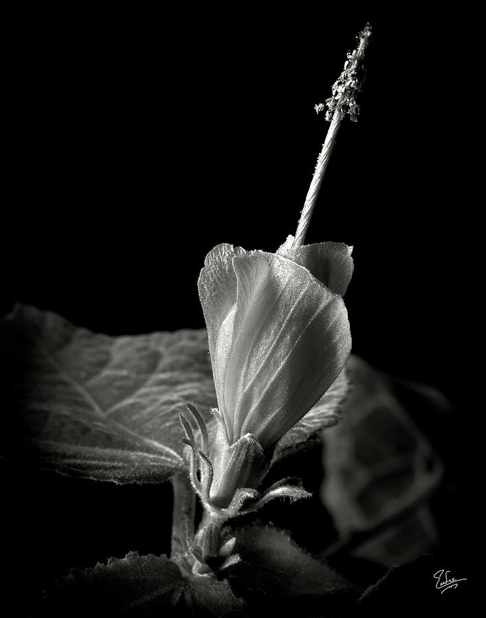Turks Cap in Black and White Photograph by Endre Balogh