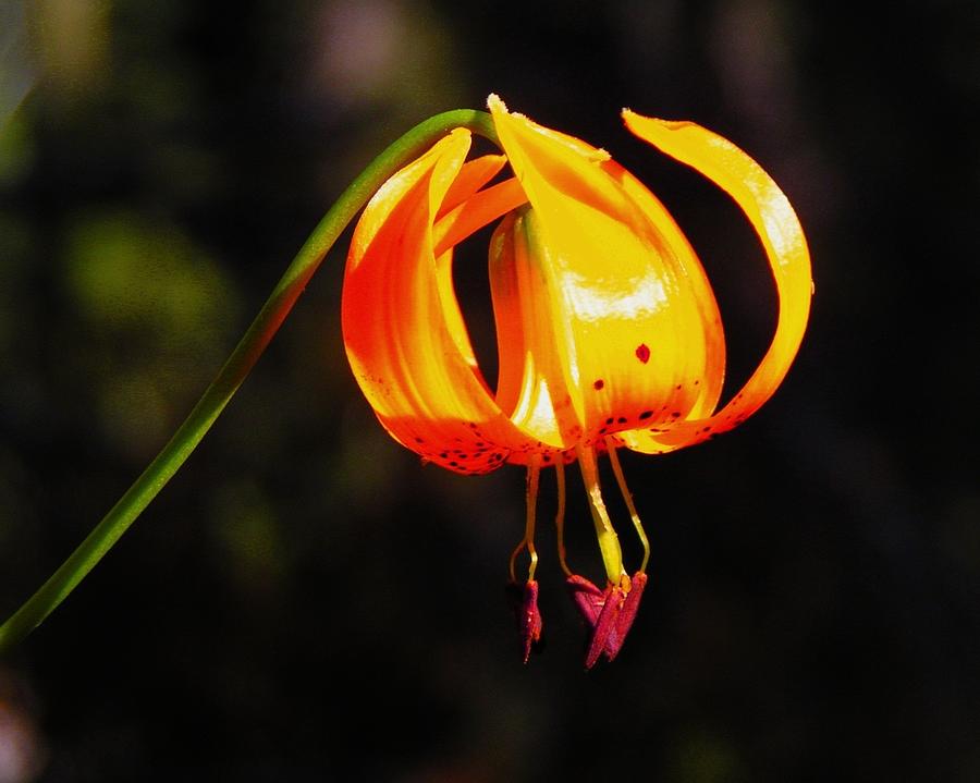 Turkshead Lily Flower Photograph by Christine Stack | Fine Art America