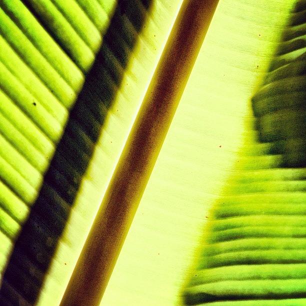 Thailand Photograph - Turning Over A New Leaf #thailand #leaf by A Rey