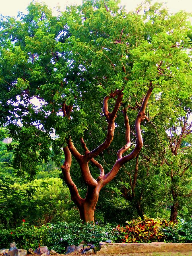 Turpentine Tree Photograph by Robin Becker