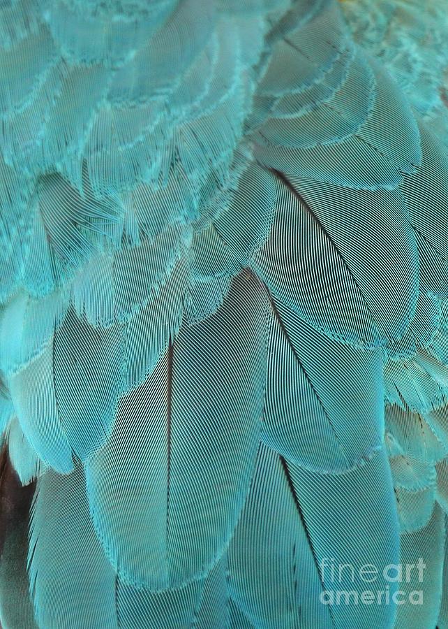 Turquoise Blue Feathers Photograph by Sabrina L Ryan