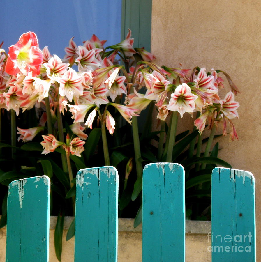 Turquoise Garden Gate Photograph by Lainie Wrightson