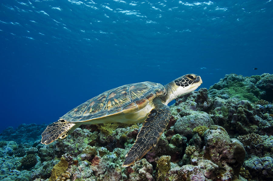 Turtle Above Reef by Dave Fleetham - Printscapes