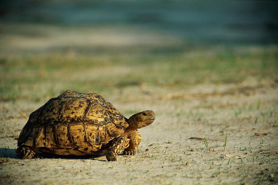 Turtle, Africa Photograph by Beverly Joubert