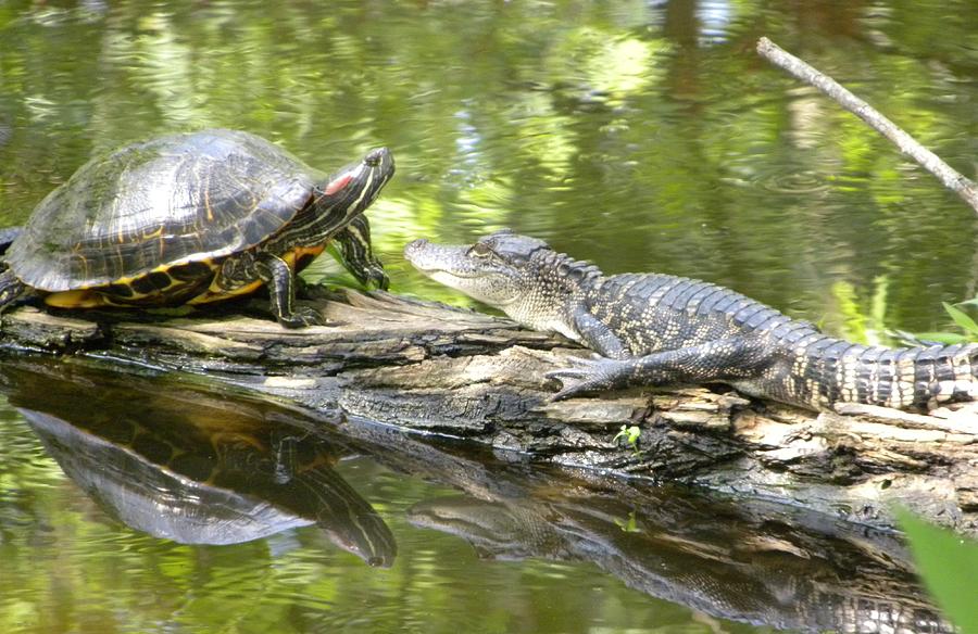 Turtle And Alligator On A Log by Kristy Walker