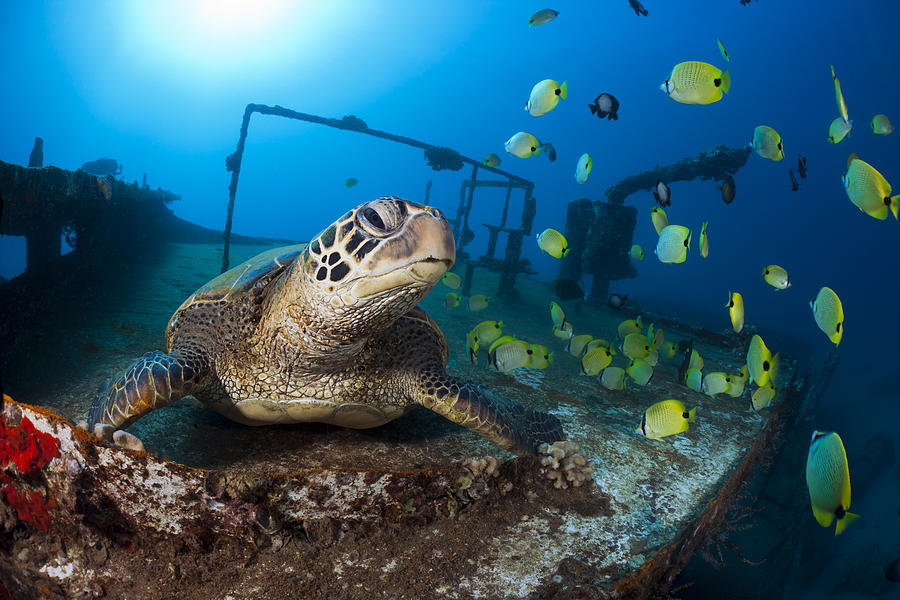 Turtle and Sealife Photograph by Dave Fleetham - Printscapes