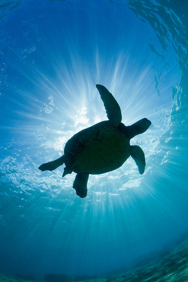 Turtle and Sun Rays Photograph by David Olsen