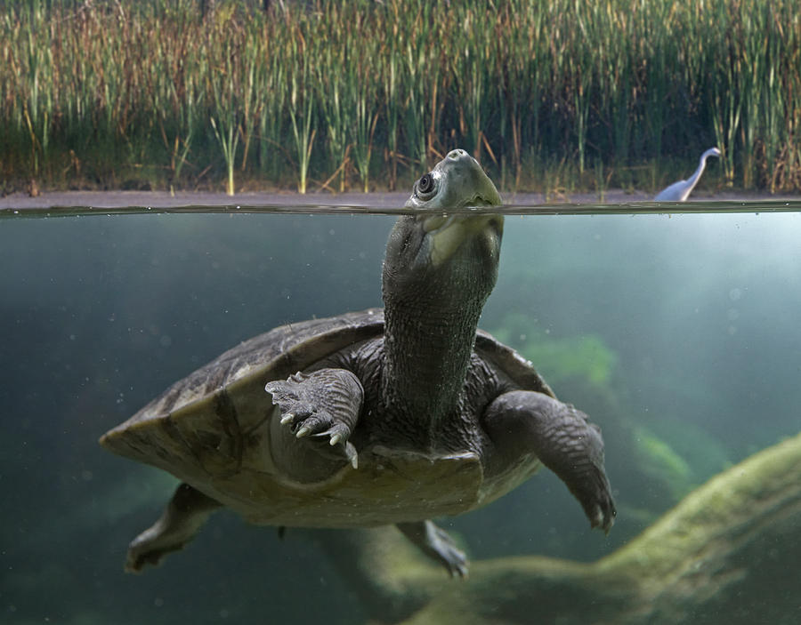 Turtle Breathing At Surface Jurong Bird Photograph by Tim Fitzharris