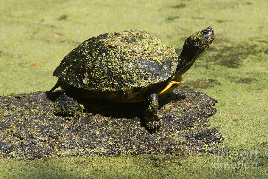 Turtle Camouflage Photograph by Christiane Schulze Art And Photography