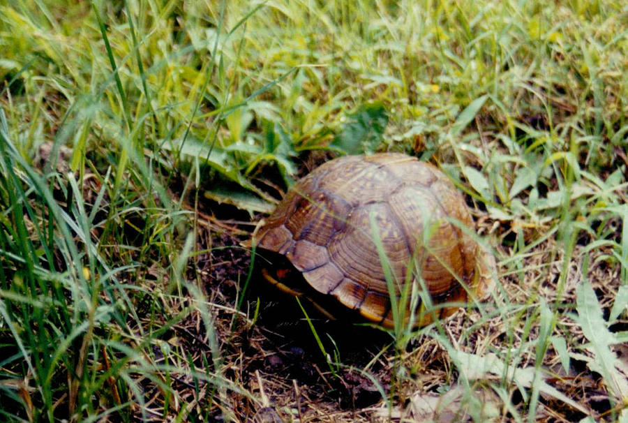 Turtle Photograph by CGHepburn Scenic Photos - Fine Art America