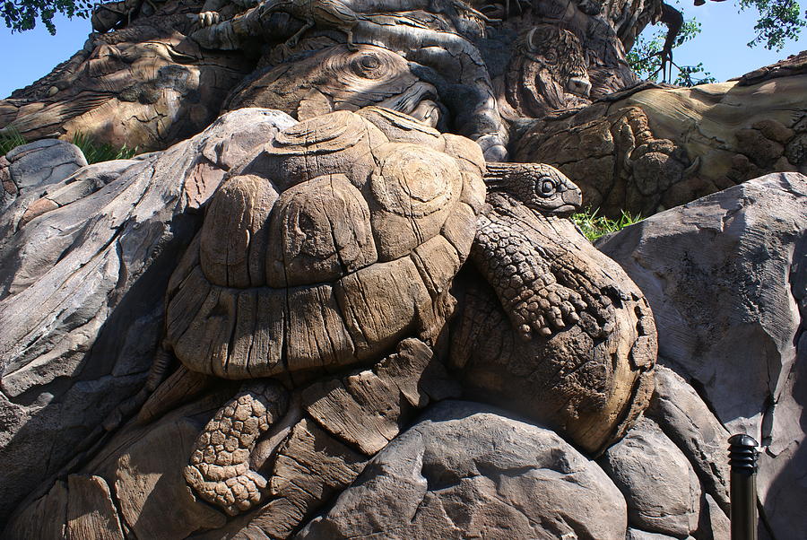 Turtle Climbing Photograph by Kathleen Vogel Fine Art America