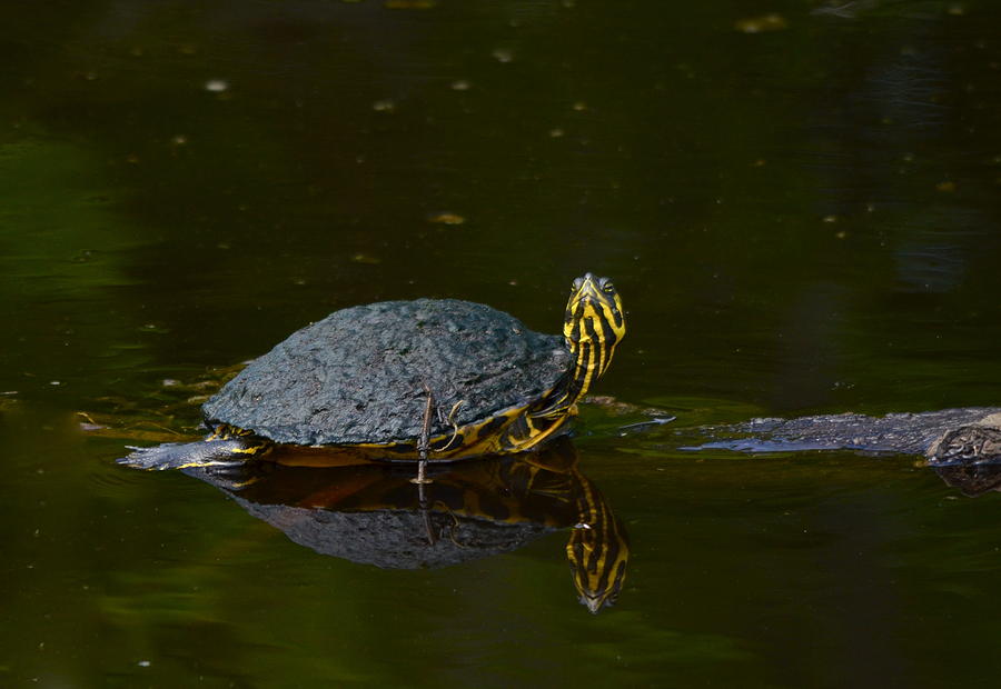 Turtle Cross Turtle Photograph By Kathy Gibbons - Fine Art America