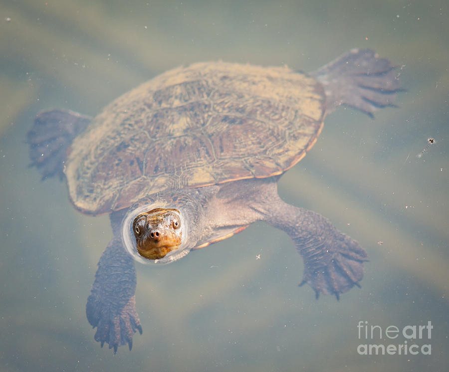 Turtle Curiosity Photograph By Johan Larson - Fine Art America