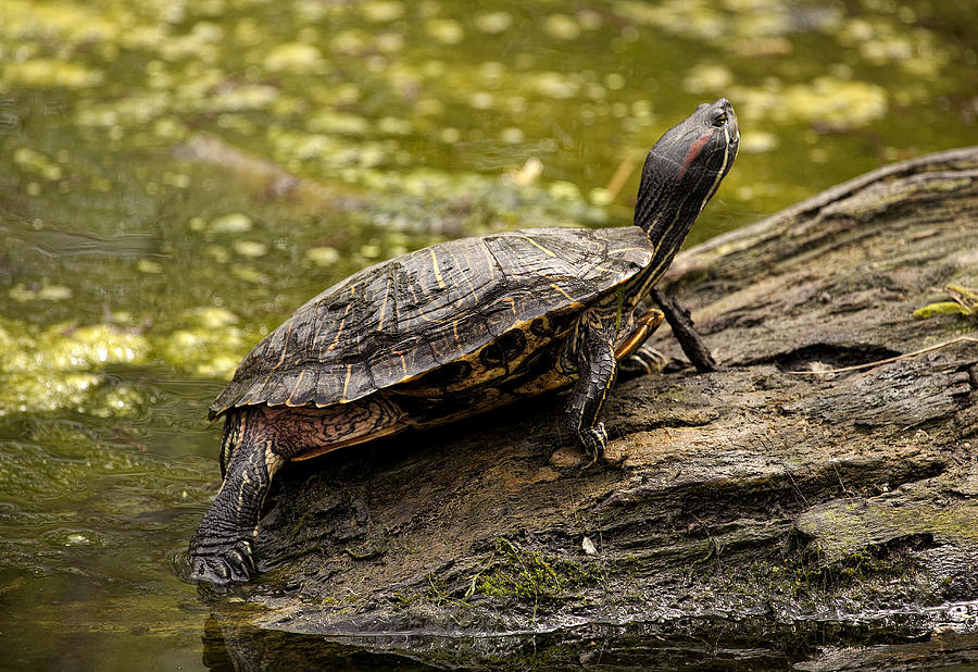 Turtle Photograph by David Foster