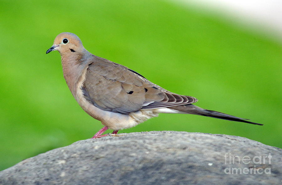Turtle Doves Photograph by Andrea Kollo Turtle Doves Photograph by Andrea Kollo