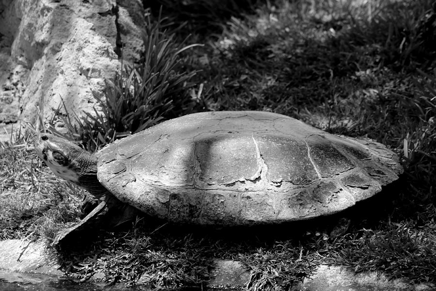 Turtle Photograph by Elizabeth Doran - Fine Art America