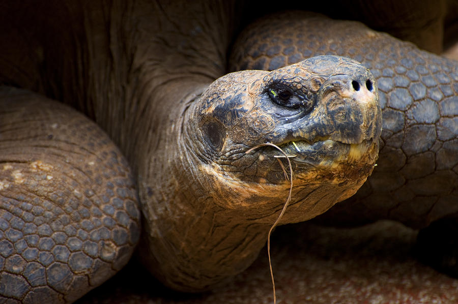 Turtle Face Photograph by Malania Hammer - Fine Art America