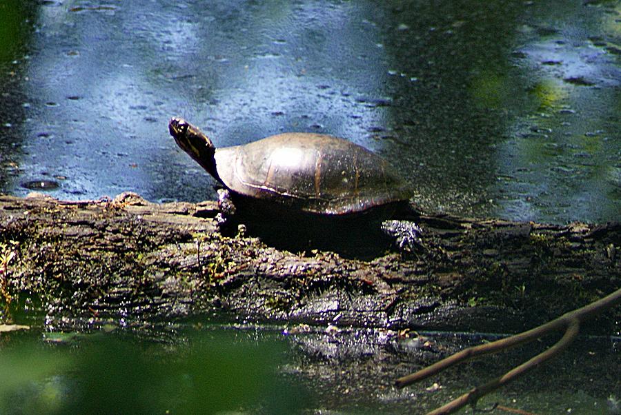Turtle I Photograph by Joe Faherty