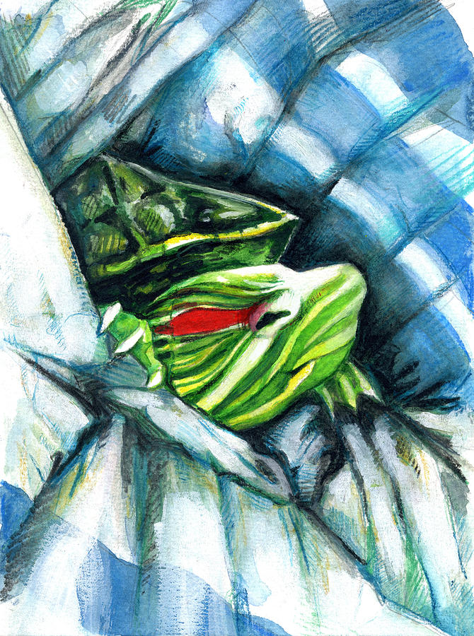 Turtle In A Blanket Painting by Rene Capone