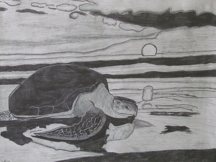 Animal Drawing - Turtle In The Horizon by Duy Tran