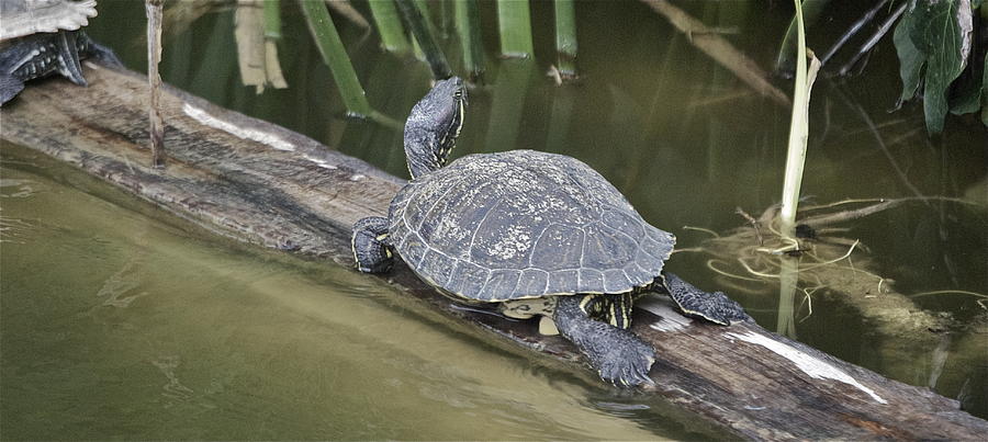 Turtle Photograph by Lori Leigh - Fine Art America