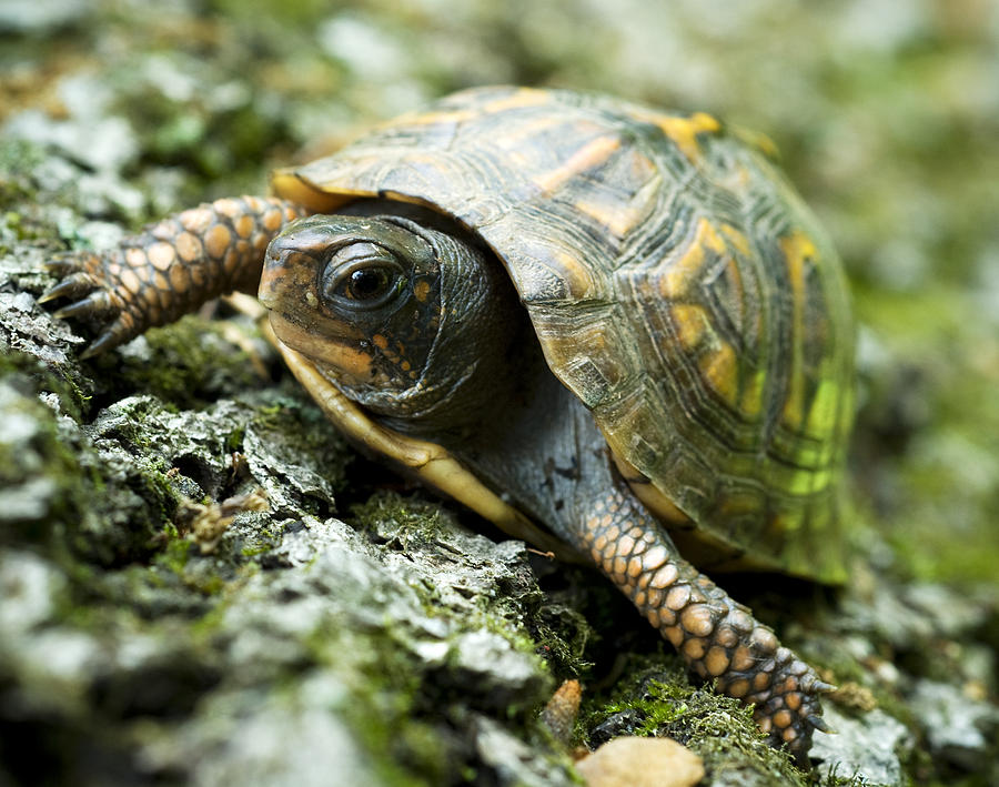 Turtle Photograph by Matt Romano - Fine Art America