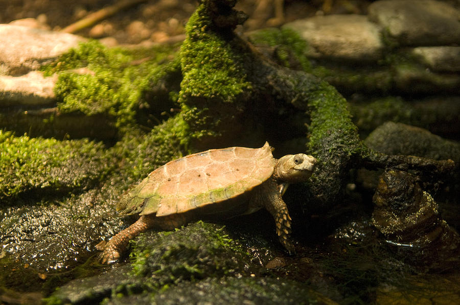 Turtle On A Mosscovered Rock Photograph by Joel Sartore