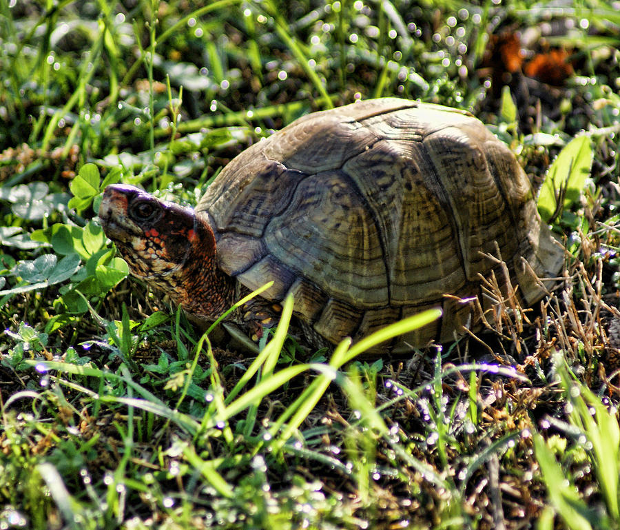 Turtle On The Move Photograph by Rick Friedle - Fine Art America