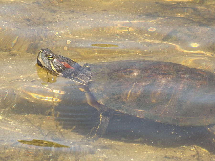 Turtle Photograph by Pamela Stanford - Fine Art America