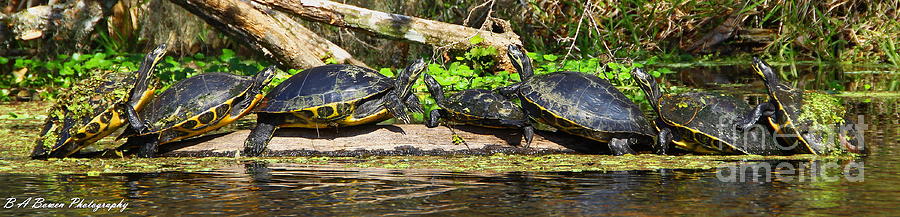 Turtle Panorama Photograph by Barbara Bowen
