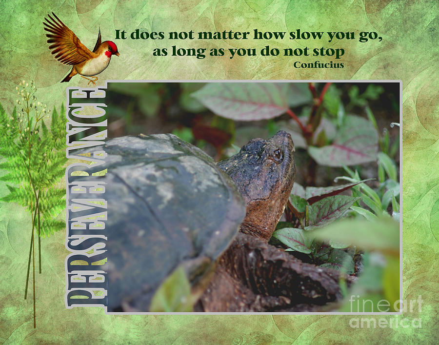 Turtle Perseverance Inspirational Quote Digital Art by Smilin Eyes Treasures