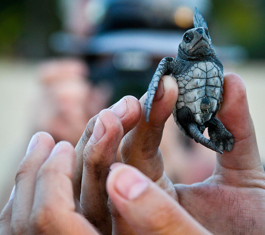 Turtle release in San Pancho Photograph by Atom Crawford