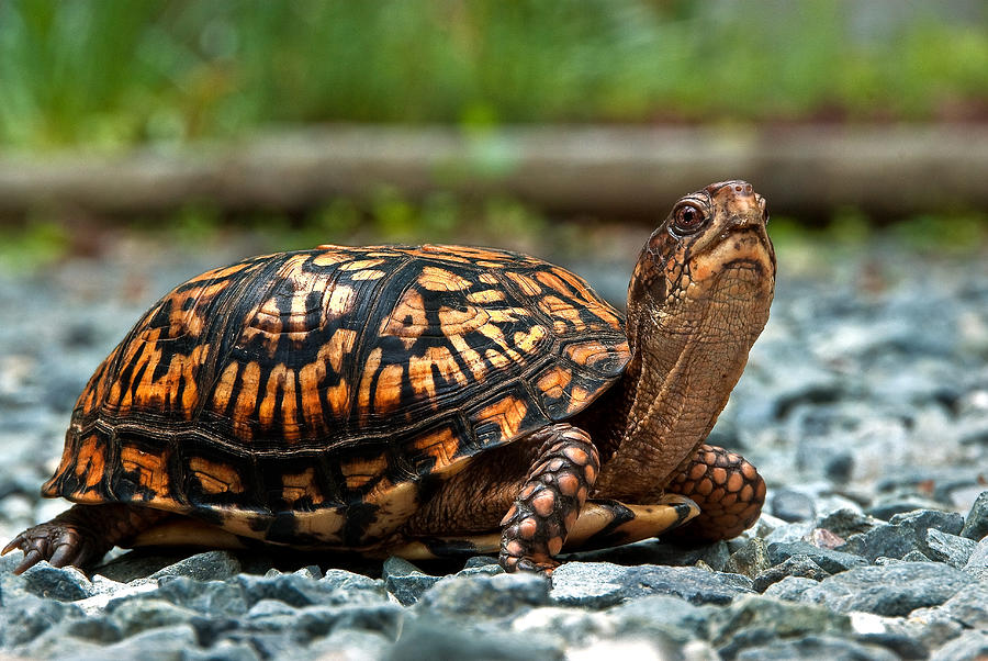 Turtle Shine Photograph by Gene Hilton