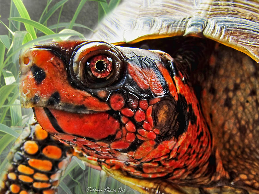 Turtle Smile Photograph by Debbie Portwood | Fine Art America