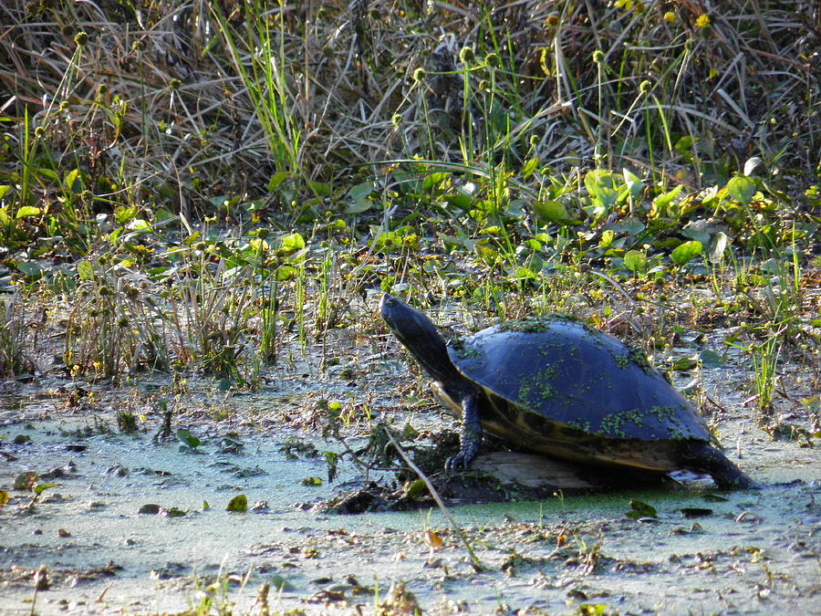 Turtle Stretching Photograph by Larry Eddy - Fine Art America