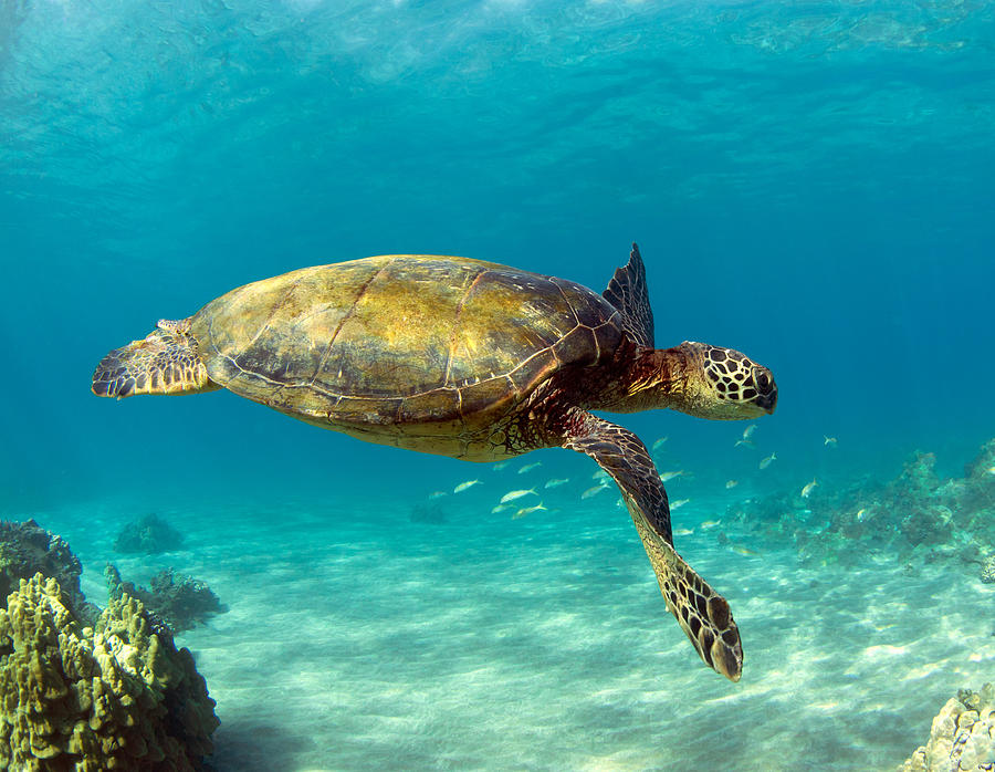 Turtle Swims Photograph by David Olsen