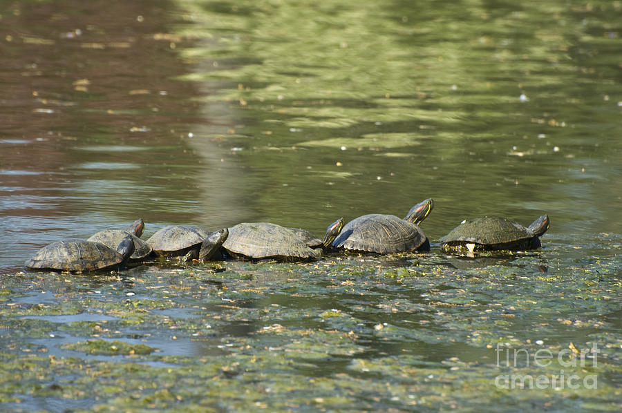 Turtle Traffic Jam Photograph by Tim Mulina