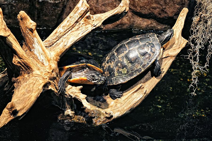 Turtle Turtle Photograph by Jenny Hudson