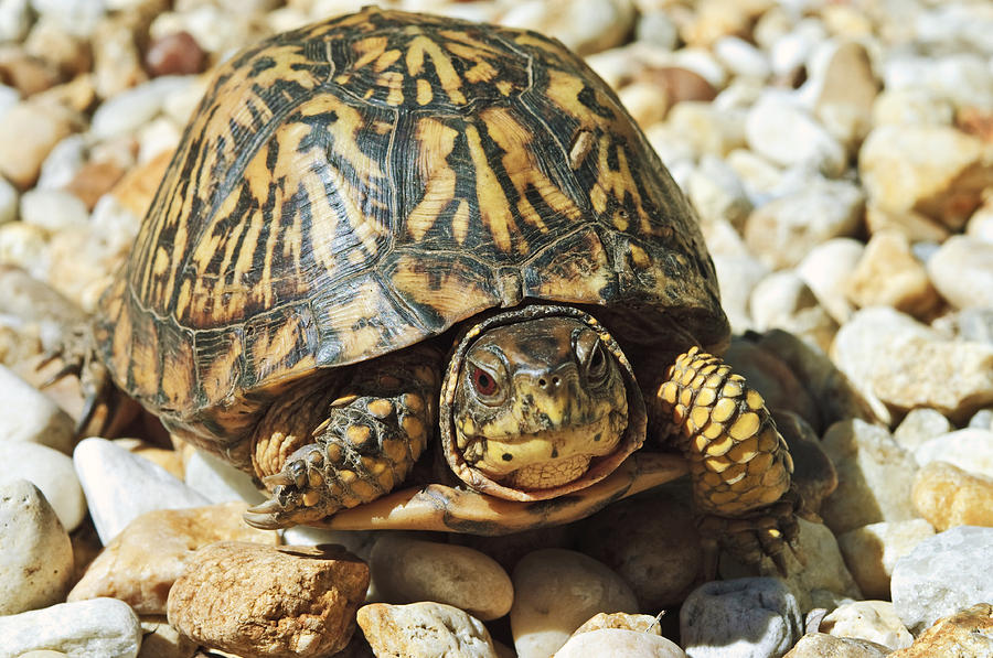 Turtle With Red Eyes on Rocks Photograph by Susan Leggett - Fine Art ...