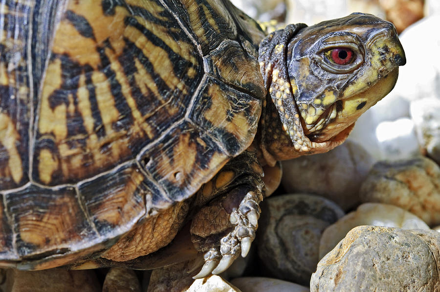 Turtle With Red Eyes Photograph by Susan Leggett