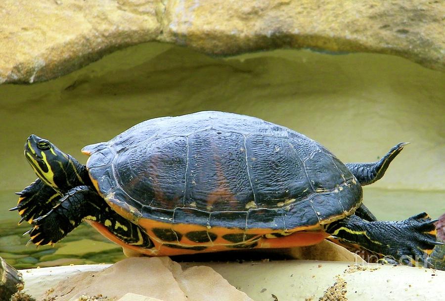 Turtle Yoga Photograph By Nicole Fleckenstein 