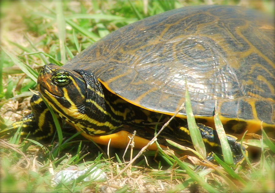 Turtleboo Photograph by Kathy Gibbons - Pixels